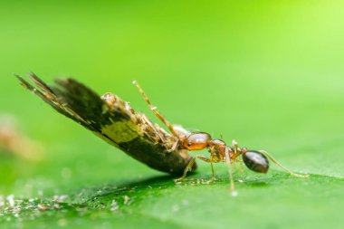 Küçük kırmızı karınca canlı yeşil bir yaprağın üzerinde büyük bir kelebek kanadı taşıyor. Bu da doğal ortamdaki inanılmaz güç ve kararlılığını gösteriyor.