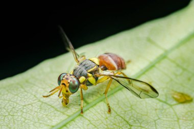Canlı yeşil bir yaprağın üzerinde dinlenen yeşil gözlü renkli bir meyve sineğinin makro görüntüsü böceğin vücudunun karmaşık detaylarını ve hassas kanatlarını gözler önüne seriyor.