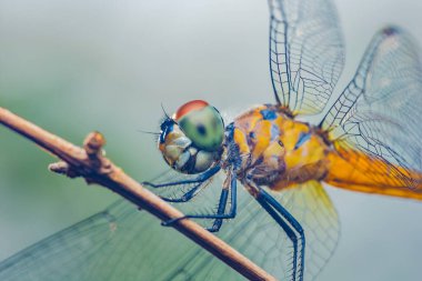 İnce bir dalda dinlenen bir yusufçuğun yakın çekimi, canlı renklerini, karmaşık kanat yapısını ve doğal ortamdaki büyük çoklu gözleri sergiliyor.