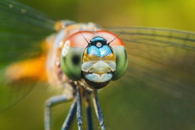 Bir yusufçuğun kafasının aşırı yakın çekimi, geniş bileşik gözlerinin karmaşık detaylarını ve canlı renklerini ortaya çıkarıyor, doğanın güzelliğini ve karmaşıklığını yakalıyor.