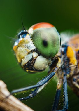 Bir yusufçuk kafasının uç makro görüntüsü geniş bileşik gözlerinin, kıllı yüzeyinin ve hassas antenlerinin ayrıntılarını gözler önüne sererek doğanın minik harikalarının güzelliğini gözler önüne seriyor.
