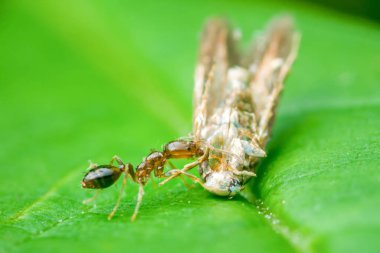 Kırmızı bir karıncanın canlı yeşil bir yaprağın üzerinde ölü bir güve taşıdığı yakın plan görüntüsü böceğin olağanüstü gücünü ve doğada bulunan karmaşık dokuları vurgular.