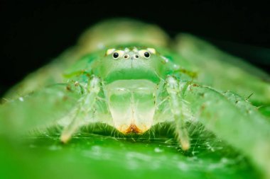 Canlı yeşil bir yaprağın üzerinde dinlenen parlak yeşil avcı örümceğinin aşırı yakın çekimi, gür yağmur ormanlarında yarı saydam vücudunu ve kıllı bacaklarını sergiliyor.