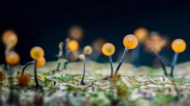 Ağaç kabuğunda büyüyen balçık küfü, çok başlı balçık olarak da bilinir, bir protisttir, mantar değil, ve etrafta dolaşıp yiyecek bakteri ve mantar arar.