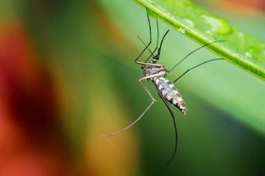 Asyalı kaplan sivrisineği çizgili gövdesi ve uzun bacakları ıslak yeşil bir yaprağın üzerinde baş aşağı asılı, yağmurdan sonra huzurlu bir anın tadını çıkarıyor, karmaşık detaylarını ve hassas dengesini gözler önüne seriyor.