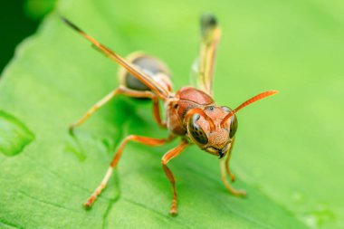 Kanatları açık kırmızı yaban arısı ve belirgin antenleri parlak su damlacıklarıyla süslenmiş canlı yeşil bir yaprağın üzerine tünemiş, büyüleyici yakın çekim makro doğa fotoğrafçılığıyla yakalanmış.