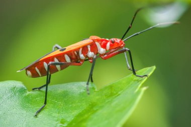 Kırmızı pamuk lekeli böcek canlı kırmızı ve turuncu renkler sergiliyor, parlak yeşil bir yaprağın üzerine tünemiş siyah bacaklar ve uzun antenler yumuşak bulanık yeşil bir zemin üzerinde