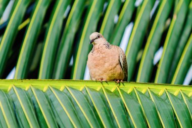 Benekli bir güvercin yakın görüntüsü zarif yeşil bir palmiye yaprağı üzerinde dinleniyor, zengin renklerle dolu bereketli bir tropikal zemin ile karışık benekli tüyleri vurguluyor