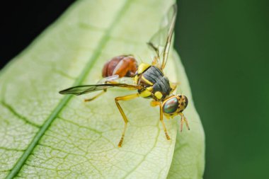 Parlak yeşil bir yaprağın üzerinde şeffaf kanatları olan renkli bir meyve sineğinin makro fotoğrafçılığı, bulanık doğal bir arka plana karşı karmaşık detaylarını ve canlı renklerini sergiliyor.
