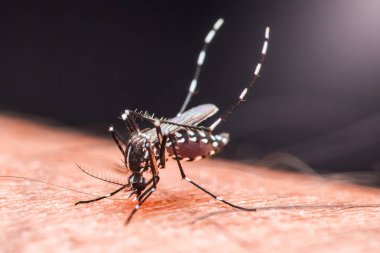 Bir aedes aegypti sivrisineğinin insan derisinden kan emerken, Dang humması, Zika virüsü ve chikungunya gibi tehlikeli hastalıkları yayarken yakın çekim makro çekimi.
