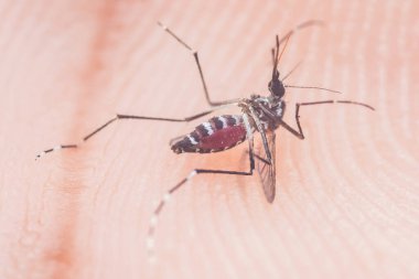 Aedes sivrisineklerinin insan derisine kan emmesi, hastalıklara neden olması ve Dang, Zika, Chikungunya ve sarı humma gibi hastalıklara yol açması.