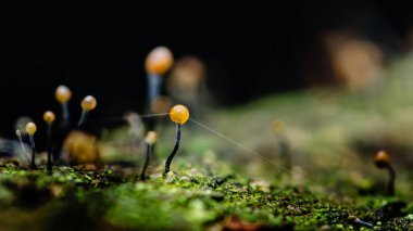 Yakından bakınca, yemyeşil bir yosun yatağından çıkan küçük, canlı turuncu mantarları yakalıyor, doğanın ekosistemlerinde bulunan karmaşık güzelliği ve zengin çeşitliliği vurguluyor.