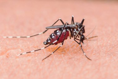 Sivrisinek kaynaklı hastalıkların riskini vurgulayarak, insan derisinden beslenirken karnına kan doldurulmuş bir Asyalı kaplan sivrisineğinin (aedes albopictus) yakın çekimi