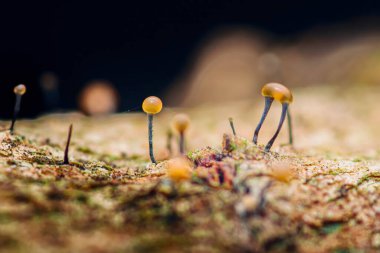 Yosun kaplı ağaç gövdesinden çıkan canlı minyatür mantar kümeleri. Doğanın en küçük harikalarında bulunan karmaşık güzelliği ve orman ekosisteminin hassas dengesini vurguluyor.