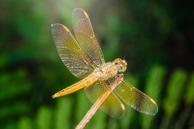 Altın yusufçuk bir dalda dinleniyor, narin, şeffaf kanatlarını çırpıyor ve canlı yeşil bir ortamda güneşin tadını çıkarıyor.