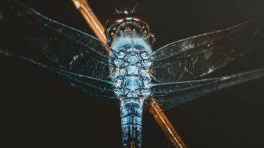 Bir dalda dinlenen bir yusufçuğun aşırı yakın plan çekimi, kanat, vücut ve kafasının karmaşık detaylarını sergiliyor, çarpıcı bir doğa görüntüsü yaratıyor.