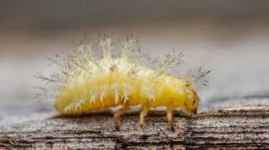 Yakın çekim makro görüntüde canlı sarı uğur böceği larvası, narin beyaz saçlarıyla doğal habitatında yıpranmış ahşap bir yüzeyde geziniyor.