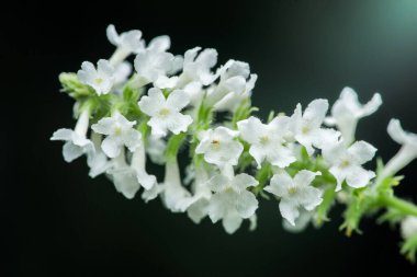 Tomurcuklanmış yeşil bir gövde üzerinde açan narin beyaz çiçekler kümesi bulanık, karanlık bir arka plana karşı doğanın güzelliğini ve kırılganlığını sergiliyor. Huzurlu ve büyüleyici bir sahne yaratıyor.