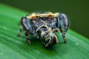 Zıplayan bir örümceğin avını canlı yeşil bir yaprağın üzerinde yiyip bitirmesi, yırtıcının odaklanmış bakışlarını ve yemeğinin karmaşık detaylarını gözler önüne sermesi.