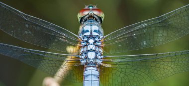 Renkli yusufçuk muhteşem ve şeffaf kanatlarını renkli bedeniyle anatomisinin detaylarını vurguluyor.