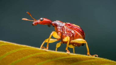 Küçük kırmızı bir zürafa buğday bitinin aşırı makro görüntüsü canlı yeşil bir yaprağı dikkatle keşfediyor, eşsiz uzatılmış boynunu ve çarpıcı detaylarıyla narin özelliklerini sergiliyor.