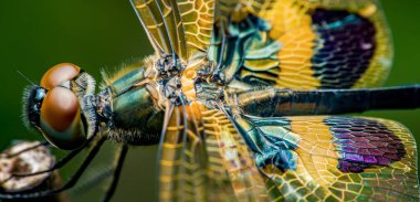 Dal üzerinde dinlenen bir yusufçuğun aşırı yakın çekimi, karmaşık kanat desenleri ve geniş bileşik gözler sergiliyor, bu büyüleyici böceğin güzelliğini ve detaylarını gözler önüne seriyor.