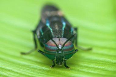 Canlı yeşil bir yaprağın üzerine tünemiş parlak gözleri olan ve karmaşık anatomik ayrıntıları ve zıt dokuları ortaya çıkaran siyah bir askerin aşırı yakın çekimi.