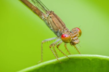 Canlı yeşil bir yaprağın üzerine tüneyen bir kızböceğinin aşırı yakın çekimi, karmaşık detaylarını gözler önüne seriyor ve bulanık doğal bir arka plana karşı büyüleyici kırmızı gözler.