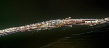 Ağ örümceği, deinopidae familyası, arka planda ağı görünen bir dalda dinleniyor, eşsiz avlanma tekniğini ve kamuflajını sergiliyor.