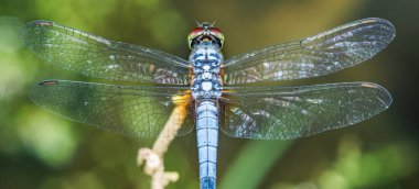 Harika yusufçuk bir dalda dinleniyor. Güzel renkleri, dokuları ve kırmızı, turuncu, mavi ve beyaz renkleriyle muhteşem kanatlarını gösteriyor.