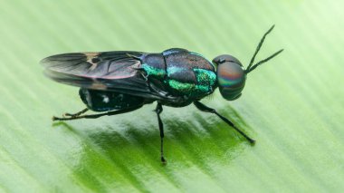 Parlak yeşil bir yaprağın üzerine tünemiş metalik, yanardöner bir sinyal sineğinin yakın çekimi, canlı yeşil ve mavi renkler, narin bacaklar ve karmaşık kanatlar sergiliyor.