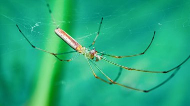 Uzun çeneli orbweaver örümceği, çevik yeşil bir zemin üzerinde ustalıkla karmaşık bir ağ örüyor, doğanın tasarımında bulunan narin sanatsal ve karmaşıklığı vurguluyor.