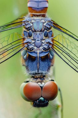 Bir yusufçuğun uç makro yakın çekimi bileşik gözlerinin, göğüs kafesinin ve hassas kanatlarının karmaşık detaylarını gözler önüne seriyor ve böcek anatomisinin büyüleyici karmaşıklığını gözler önüne seriyor.