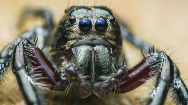 Zıplayan bir örümceğin uç makro yakın çekimi, parlak dişlerini, büyük gözlerini ve kıllı detaylarını gösteriyor, eklembacaklıların dünyasına büyüleyici bir bakış açısı yaratıyor.