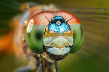 Bir yusufçuğun kafasının aşırı yakın çekimi, büyük bileşik gözlerinin karmaşık detaylarını ortaya çıkarıyor, ışığı yansıtıyor ve narin ağız kısımlarıyla birlikte bir renk yelpazesi sergiliyor.