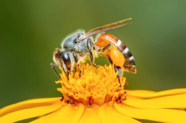 Parlak sarı bir çiçekten polen toplayan bir bal arısının yakın çekimi, bulanık yeşil arkaplan ile doğal ortamda tozlaşma sürecini gösteriyor.