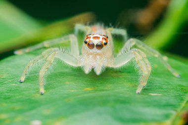 Turuncu benekli beyaz bir örümceğin canlı yeşil bir yaprağın üzerinde zıplayan Macro görüntüsü, kendine özgü gözlerini ve kıllı bacaklarını doğal bir ortamda parlaklaştırıyor.
