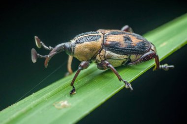 Kendine özgü burnu ve desenli kanatları olan, canlı yeşil bir yaprağın üzerinde dinlenen, dokusu dış iskeleti ve benzersiz özelliklerini vurgulayan bir böcek.