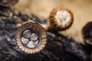Orman ortamında düşen odunların çürüyen mantar kapaklarının yakın plan görüntüsü. Doğal ışık hassas solungaçları ve sporları aydınlatır. Orman ekosisteminde mantar yaşam döngüsünü gösterir.