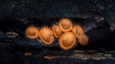 Bir grup parlak turuncu peziza fincanı mantarı. Koyu orman ortamında çürüyen ahşap üzerinde saç benzeri yapıları var. Mantar dokusunu ve sporları gösteren güzel doğal makro detay.