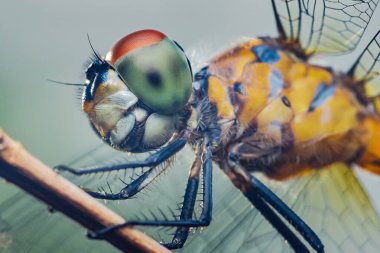 Yakın çekim makro fotoğraf bir dala tünemiş bir yusufçuk yakalar, doğal ortamdaki karmaşık ayrıntılarını ve canlı renklerini gösterir.