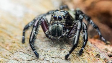 Hyllus Giganteus, aynı zamanda dev zıplayan örümcek olarak da bilinir, bir ağaç dalında dinlenir, geniş, belirgin siyah ve beyaz işaretleri ve kıllı bacakları ile sergilenir.