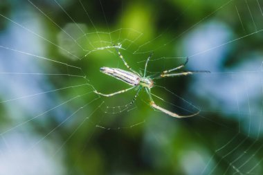 Zarif gümüş küre dokumacı örümceğinin makro görüntüsü bulanık yeşil arka plana karşı karmaşık ağını örüyor. Eklem bacaklarının ve vücut yapısının ince ayrıntıları keskin bir odak noktasında görülebilir.