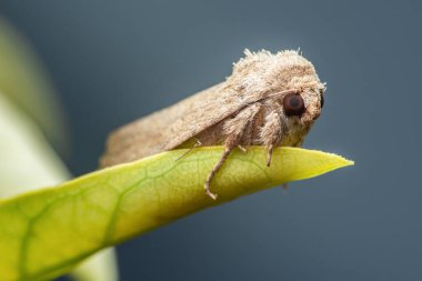 Kahverengi bir güvenin detaylı bir makro görüntüsünü yakalamak, canlı yeşil bir yaprağın üzerinde, koyu bir arkaplanda dinlenmek, doğanın karmaşık tasarımı ve bulanık dokusunu vurgulamak,