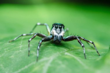 Makro fotoğrafçılık, parlak yeşil bir yaprağın üzerine tünemiş parlak mavi-yeşil başlıklı ve beyaz ve siyah lekeli canlı zıplayan bir örümcek yakalar.