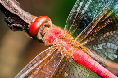 Ahşap dalda şeffaf kanatları olan parlak kırmızı yusufçuk manzarası. Ayrıntılı yakın çekim, karmaşık kanat modelleri, bileşik gözler ve doğal ortamda segmentli vücut gösteriyor.