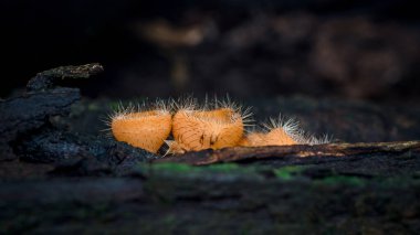 Kıllı dış görünüşleriyle tanınan minik turuncu kirpik kaplama mantarları, yosunlarla kaplı çürüyen bir kütükle beslenerek karanlık yağmur ormanlarının arka planına karşı canlı bir kontrast oluşturuyor.
