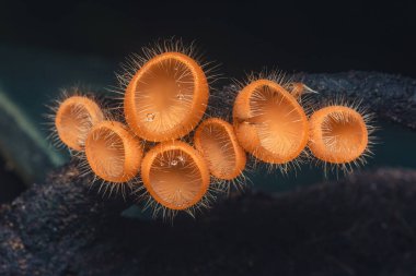 Kirpik fincan mantarı olarak da bilinen Cookeina tricholoma mantarları, doğal bir ortamda koyu bir dalda büyürken canlı turuncu renklerini ve kıllı dış görünüşlerini sergiler.