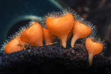 Minik turuncu scutellinia scutellata mantarlarının makro görüntüsü karanlık ortamda çürüyen odunlarda sıra sıra büyürken karakteristik kıllı kenarlarını gösteriyor.