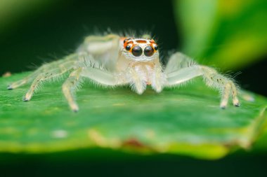 Yeşil bir yaprağın üzerinde dinlenen turuncu gözlü minik bir örümceğin makro görüntüsü yumuşak bulanık bir arka plana karşı tüylü vücudunu gösteriyor.
